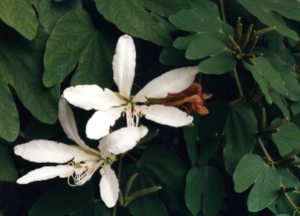 Bauhinia-forficata-Foto-Wikipedia1